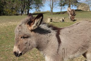 Bourg-le-Roi animal park