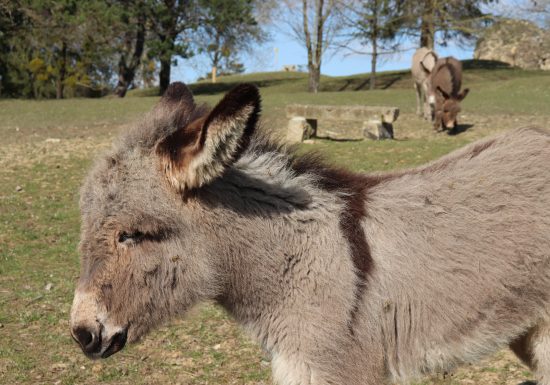 Bourg-le-Roi animal park