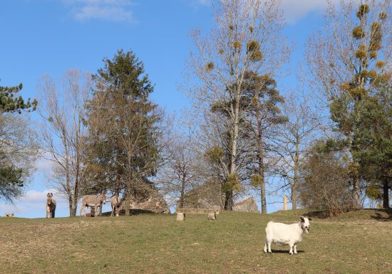 Bourg-le-Roi animal park