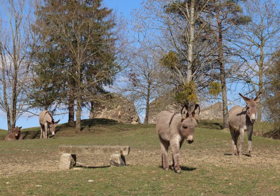 Bourg-le-Roi animal park