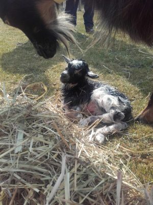 Ferme pédagogique d’animation du Long Réage