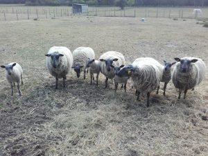 Ferme pédagogique d’animation du Long Réage