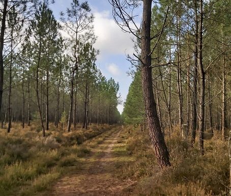 Espace naturel sensible de la Forêt départementale et communale de Brette-les-Pins