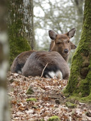 Saint-Léonard-des-Bois animal park