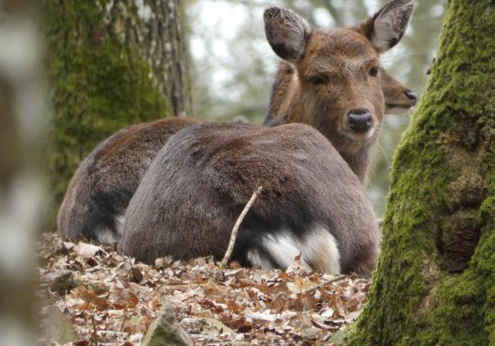 Saint-Léonard-des-Bois animal park