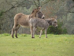 Saint-Léonard-des-Bois animal park