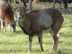 Saint-Léonard-des-Bois animal park