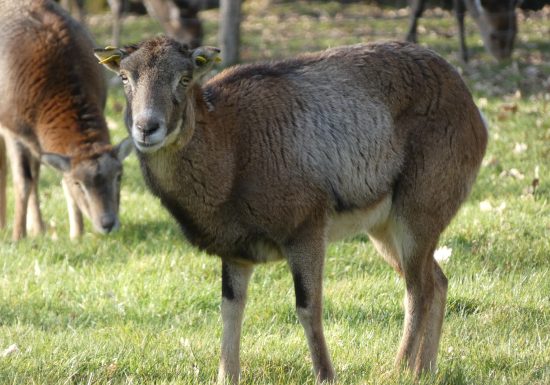 Saint-Léonard-des-Bois animal park