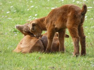 Saint-Léonard-des-Bois animal park