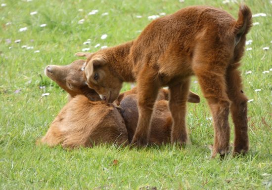Saint-Léonard-des-Bois animal park