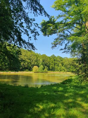 Forêt domaniale de la Petite Charnie