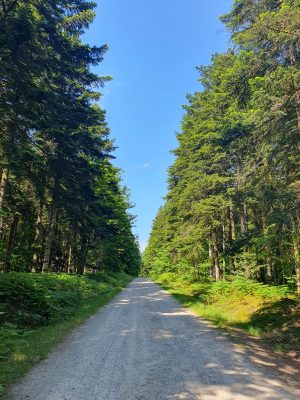Forêt domaniale de la Petite Charnie
