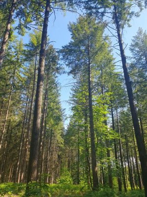 Forêt domaniale de la Petite Charnie