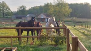 Nature lodge des Rosiers