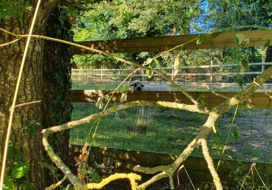 Variante du chemin dit du “Bardeau à la Loge”