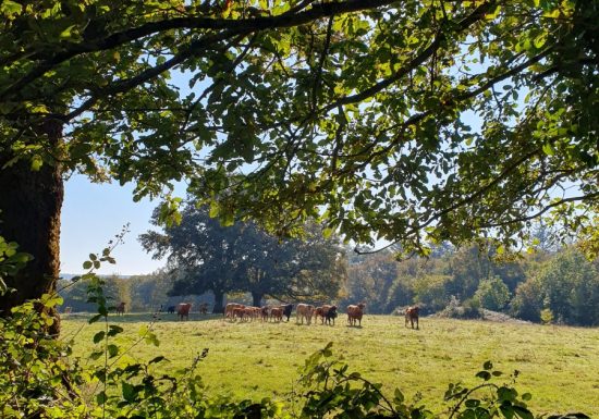 Liaison forêts de la Charnie