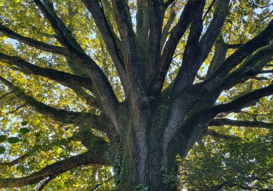 Liaison forêts de la Charnie