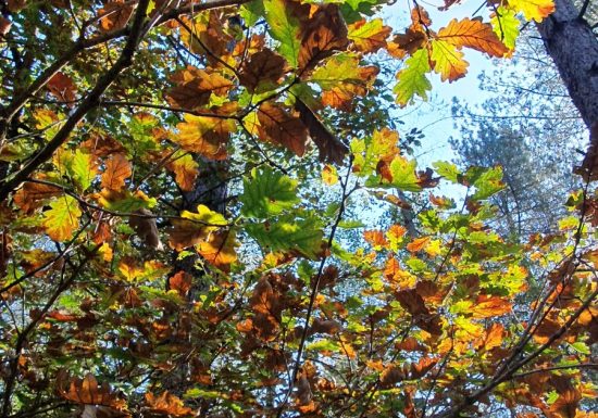 Liaison forêts de la Charnie