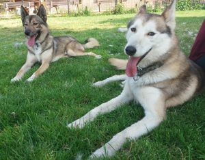 Cani-rando et balade kart : Association des Crocs Blancs Sarthois