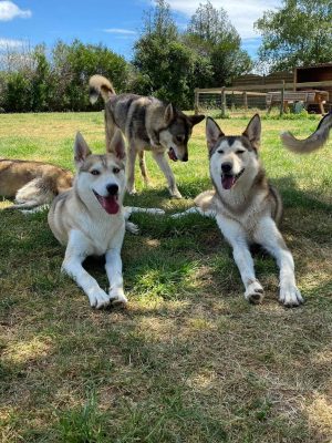 Cani-rando et balade kart : Association des Crocs Blancs Sarthois