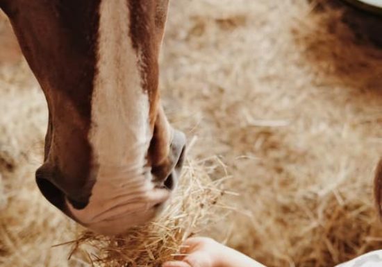 Savon au lait de jument La perle d’or
