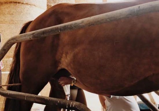 Savon au lait de jument La perle d’or