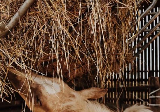 Savon au lait de jument La perle d’or