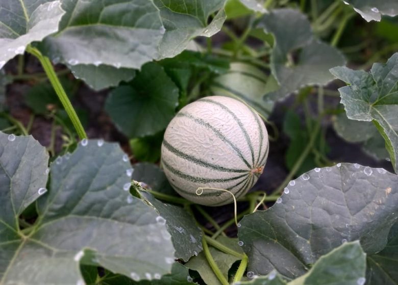 Les jardins de Nicolas