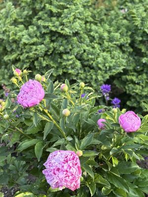 Visite du jardin de L’Ecole des Garçons