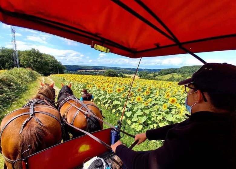 Balades en calèches