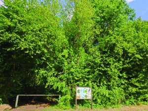 Circuit L’Arboretum – Laigné-Saint-Gervais – LSG2