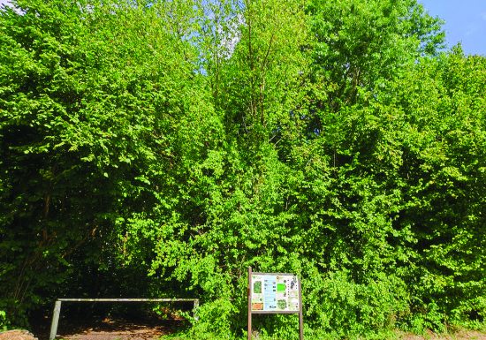 Circuit L’Arboretum – Laigné-Saint-Gervais – LSG2