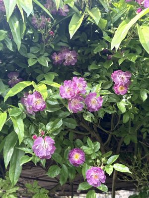Visite du jardin de L’Ecole des Garçons