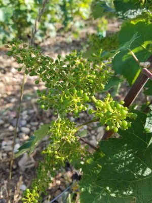 Matinée dans les vignes