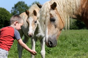 Haras de la Vallée des Haflinger