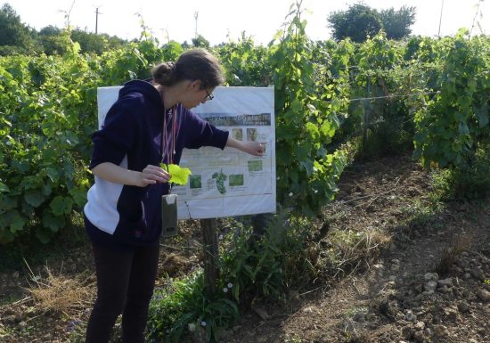 Animation matinée dans les vignes
