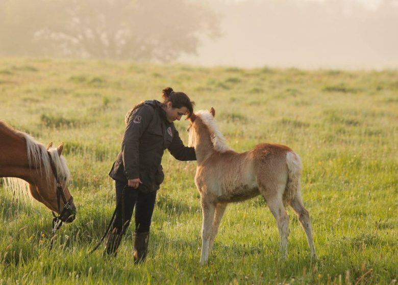 Haras de la Vallée des Haflinger