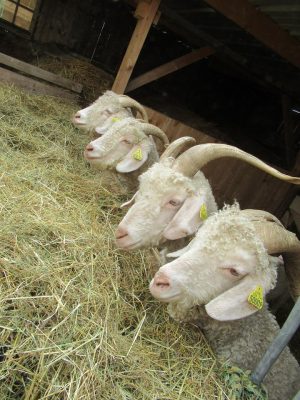 Les Pelotes À Pattes