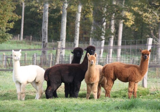 Le Paradis de la Charnie : la ferme des Alpagas