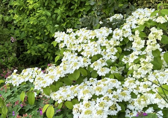 Visite du jardin de L’Ecole des Garçons