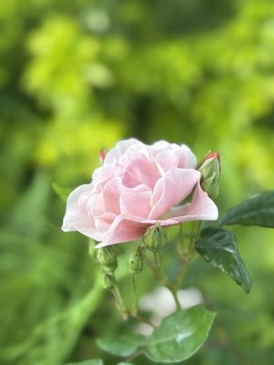 Visite du jardin de L’Ecole des Garçons