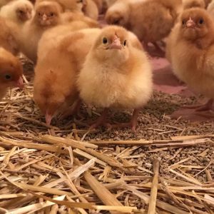 Ferme Des Alizés
