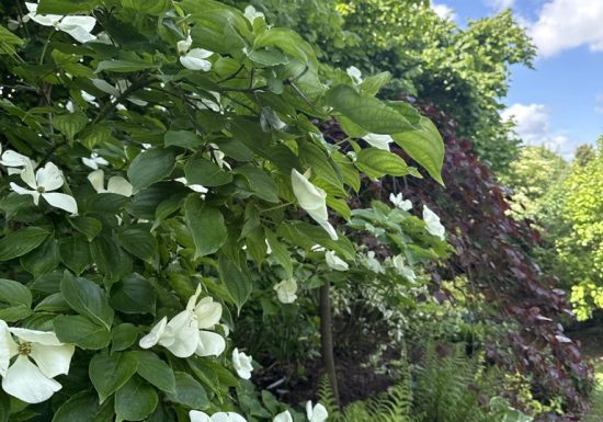 Visite du jardin de L’Ecole des Garçons