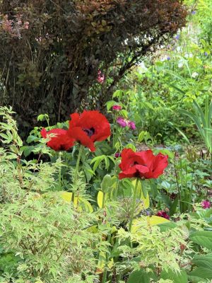 Visite du jardin de L’Ecole des Garçons