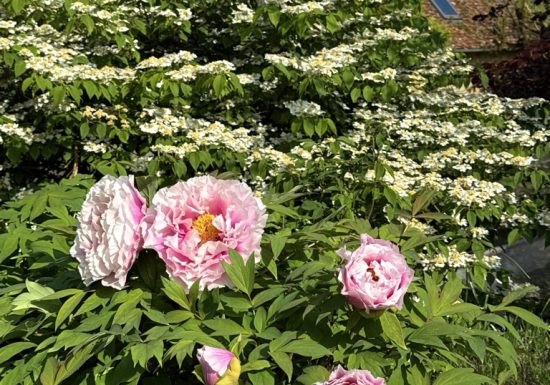 Visite du jardin de L’Ecole des Garçons