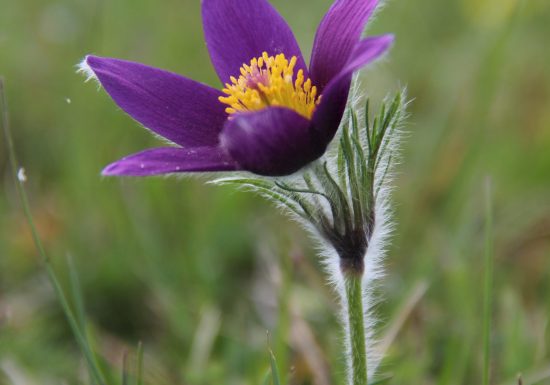 COTEAU ET PLATEAU DE TESSE