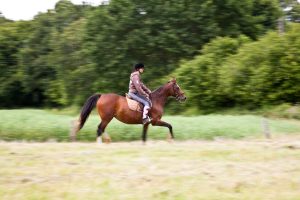 VIBRAYE EQUITATION