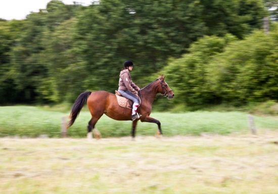 Vibraye Équitation