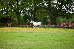 Haras et Châteaux