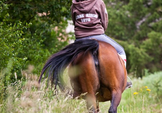 Vibraye Équitation